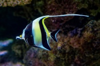 Biconos zobanovity - Zanclus cornutus - Moorish Idol o7782